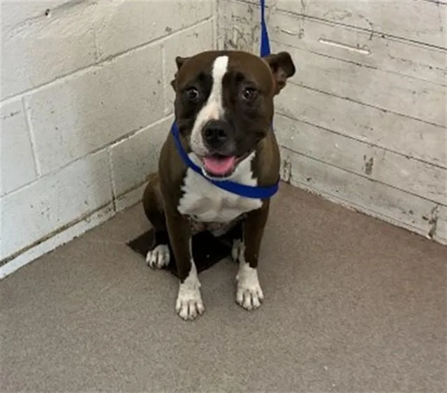 A young large-sized female Pit Bull Terrier dog named Sadie for adoption in San Bernardino, CA