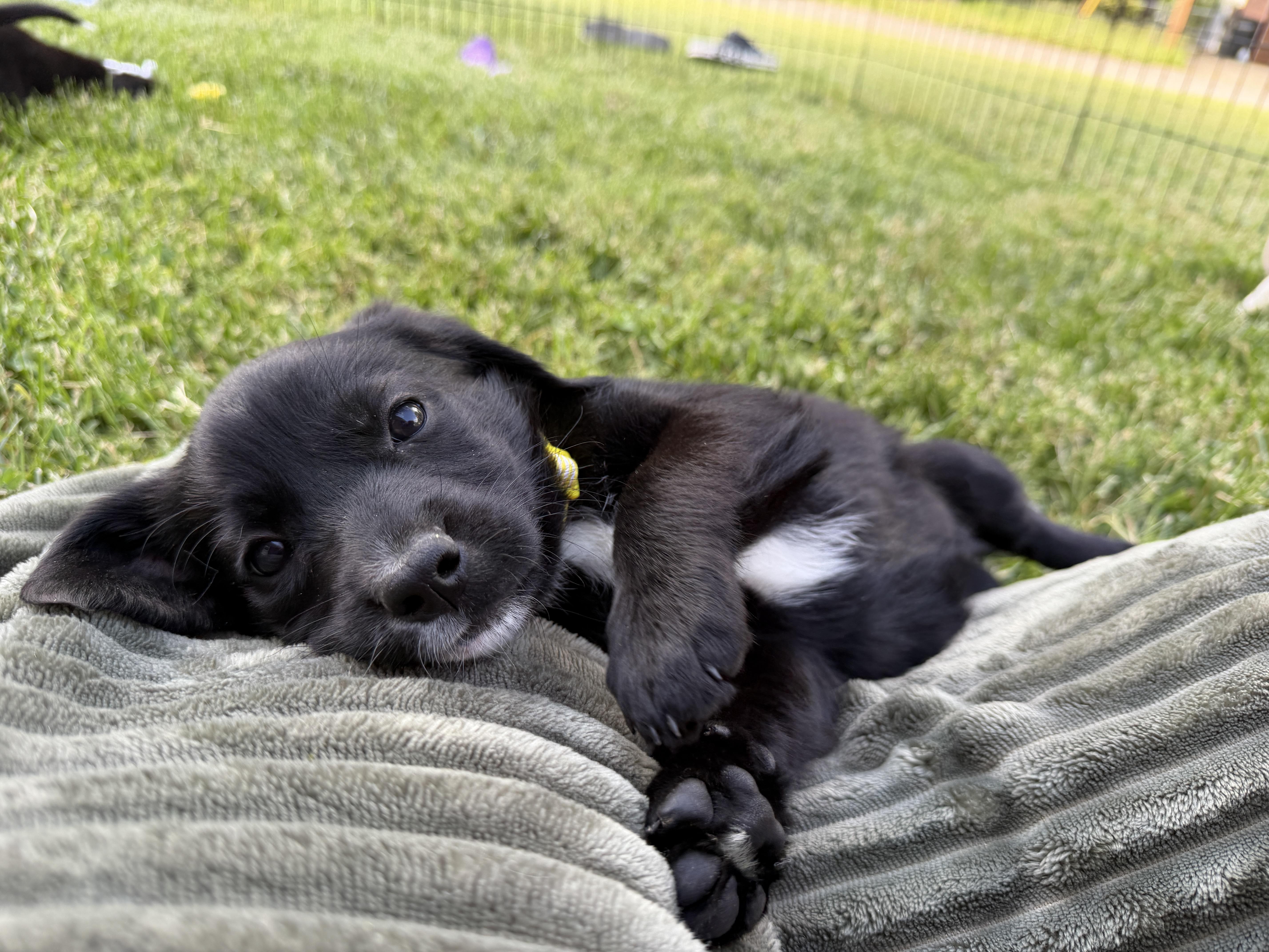 Pippa