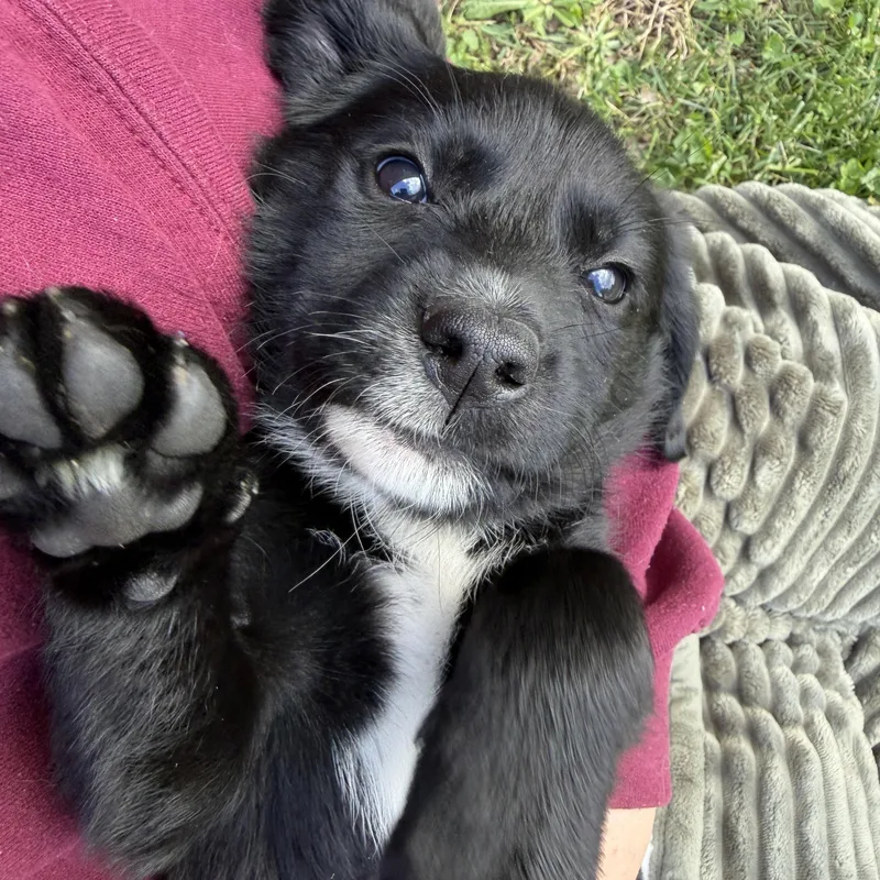 Pippa thumbnail 2
