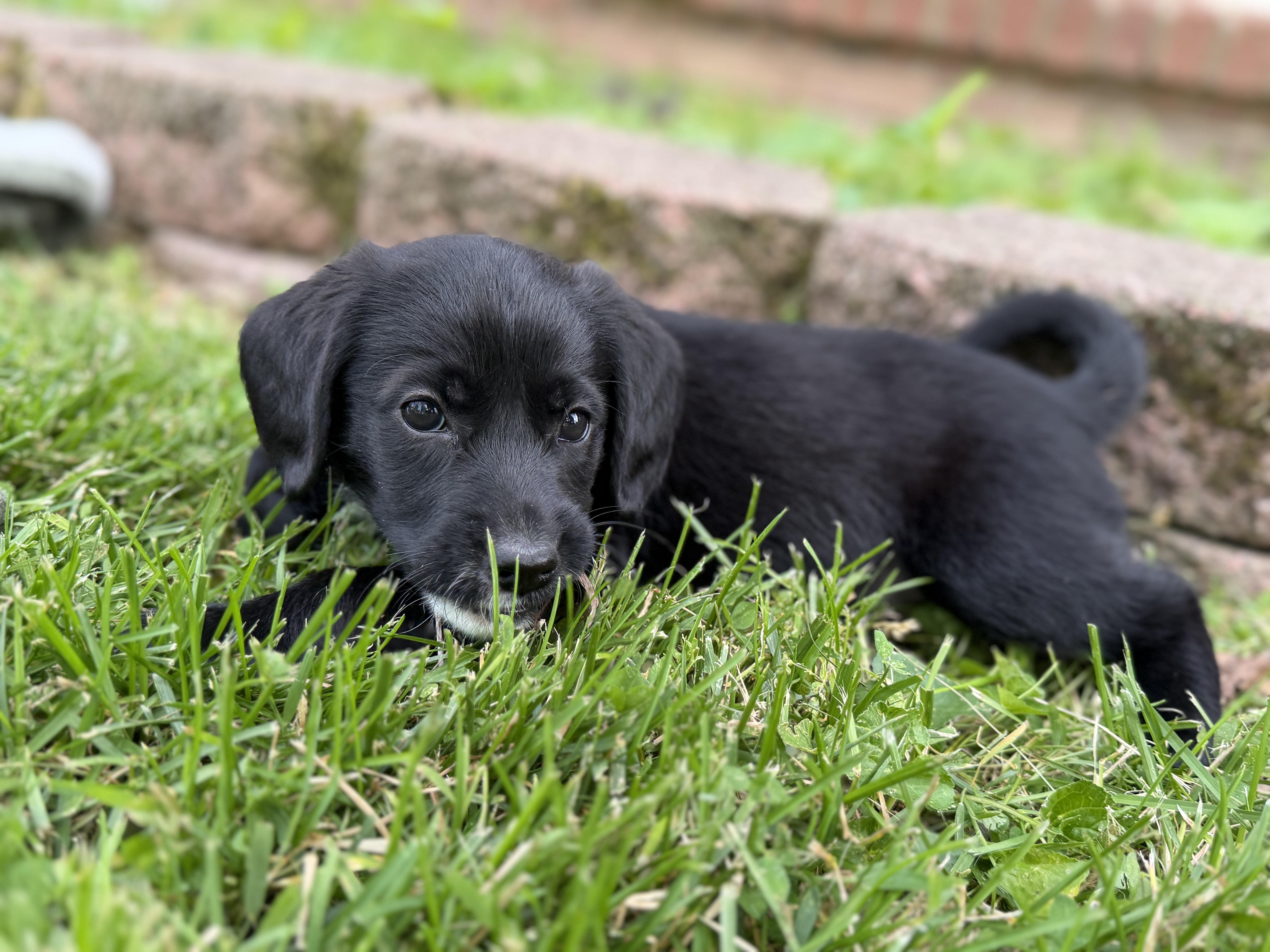 Pippa thumbnail 3