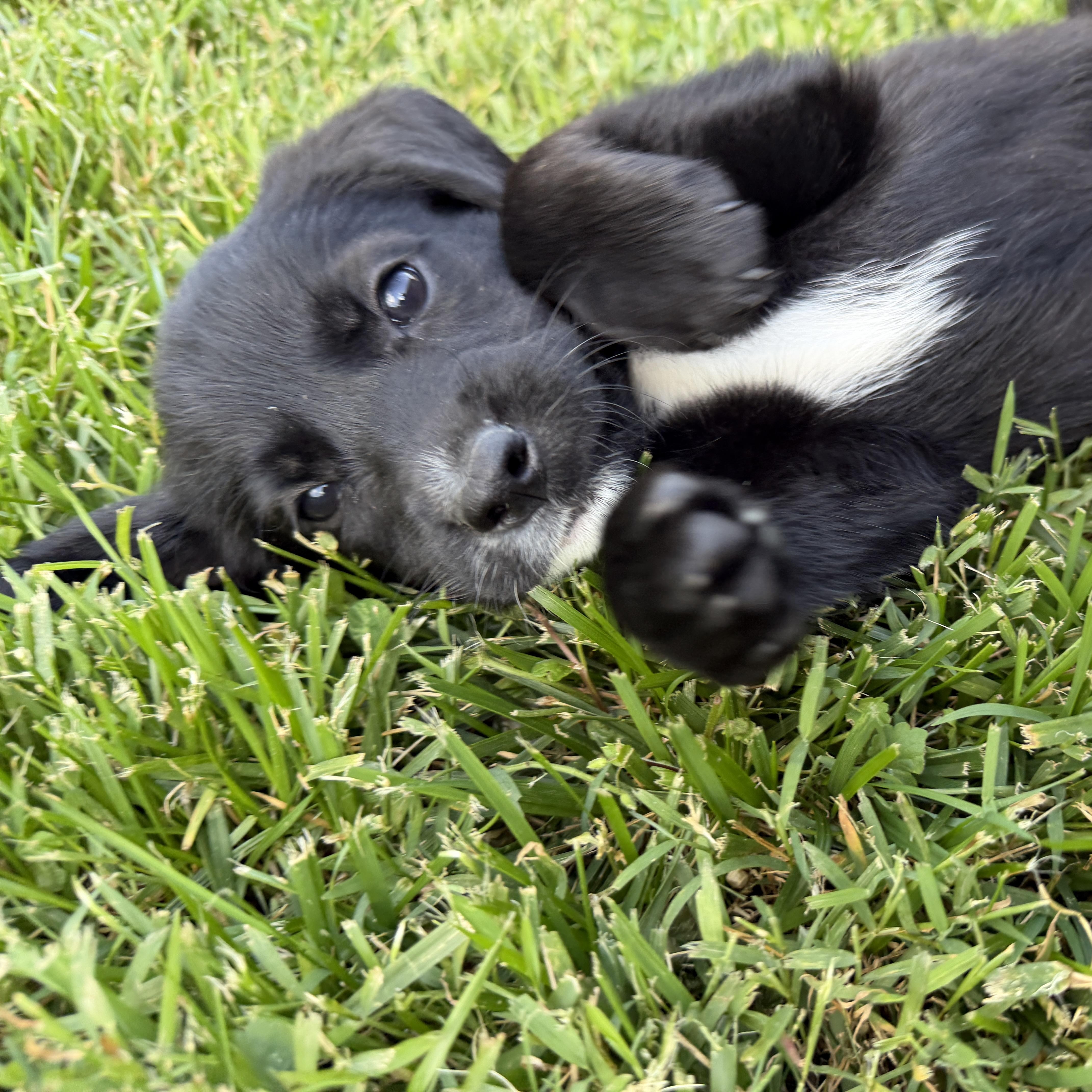 Pippa thumbnail 4