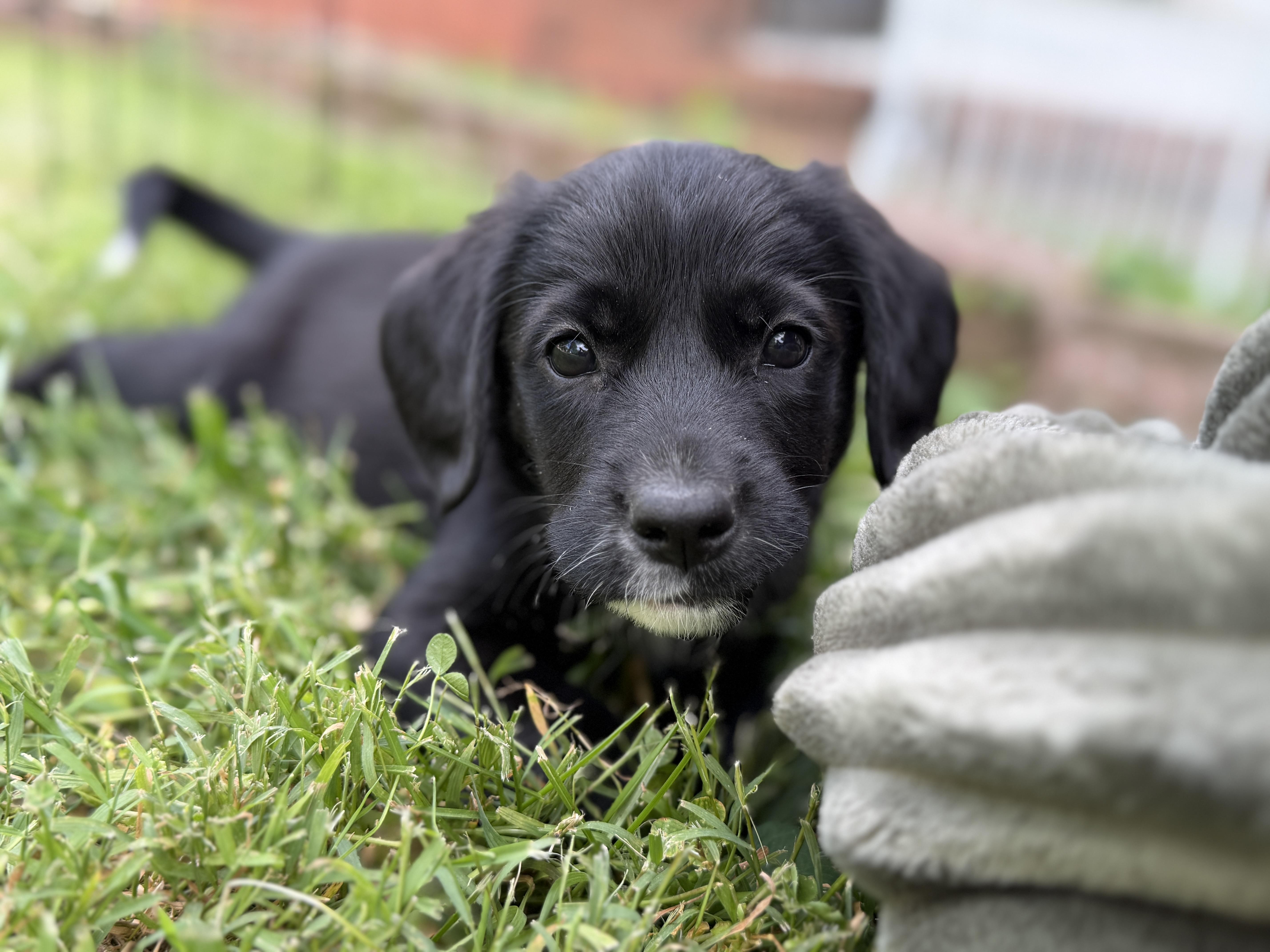 Pippa thumbnail 5