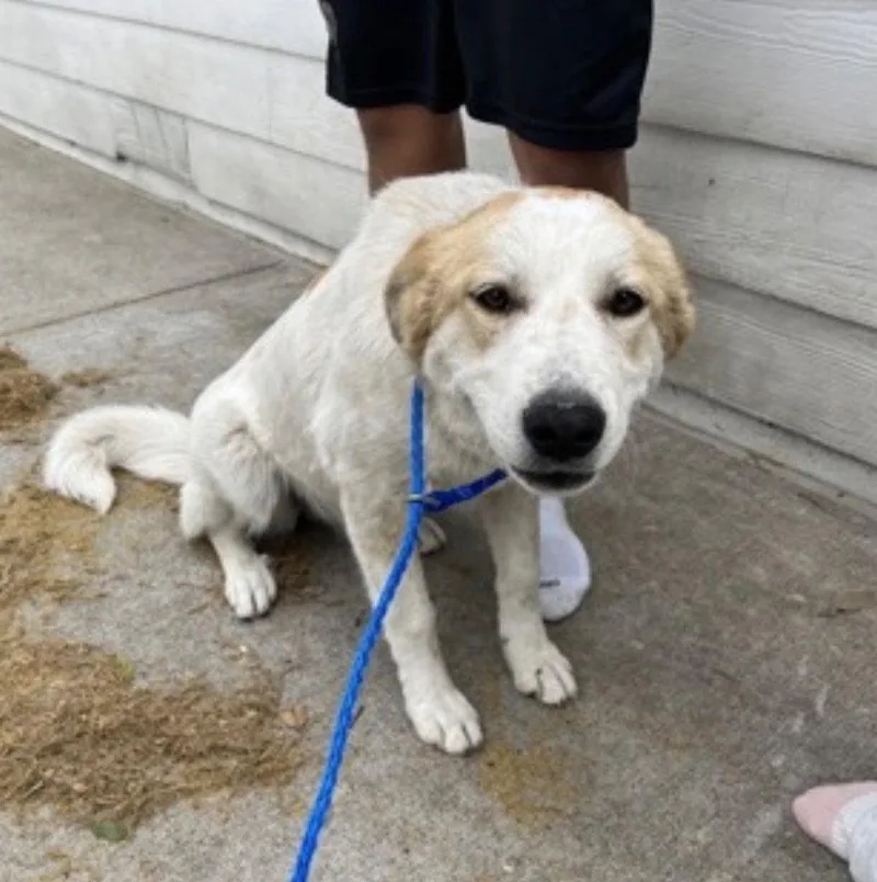 A young large-sized female Great Pyrenees dog named Breezy for adoption in Bloomfield, CT