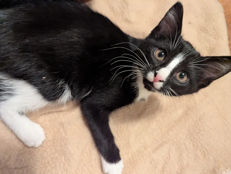A baby medium-sized female Black & White / Tuxedo Domestic Short Hair cat named Bugsy for adoption in Wyandotte, MI