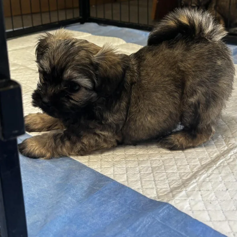 Princess thumbnail 2