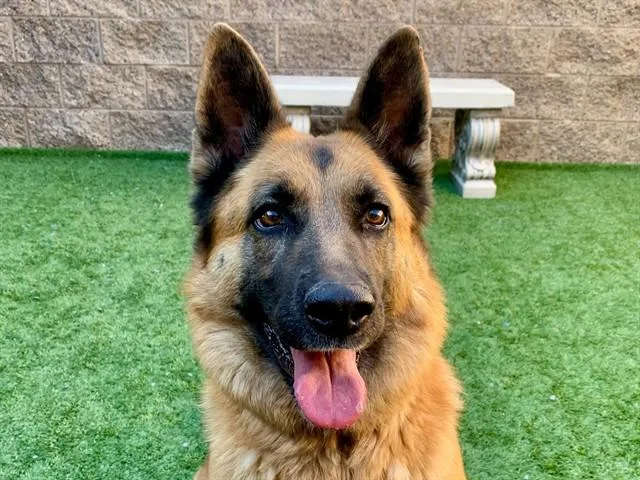 A young large-sized female German Shepherd Dog dog named SAVE ME PLEASE Penny for adoption in San Marcos, CA