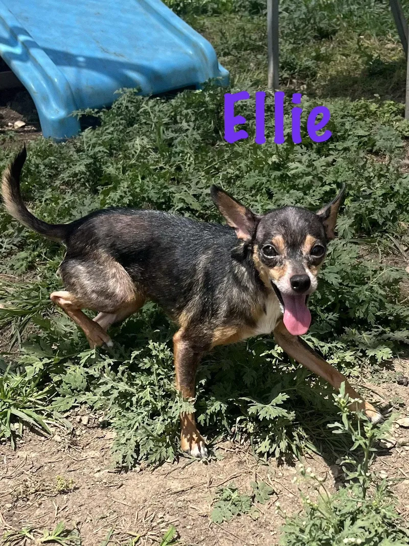Ellie
