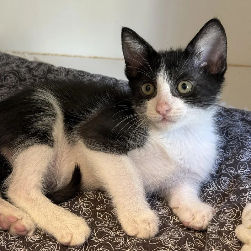 A baby small-sized male Domestic Short Hair cat named Banana for adoption in Oakland, CA