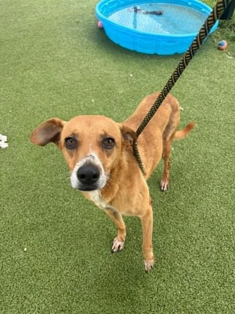 An adult medium-sized female Labrador Retriever dog named Poochy for adoption in Pasadena, TX