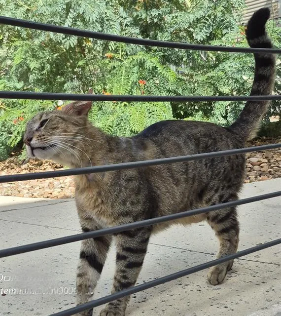A young large-sized male Domestic Medium Hair cat named Aster for adoption in San Antonio, TX