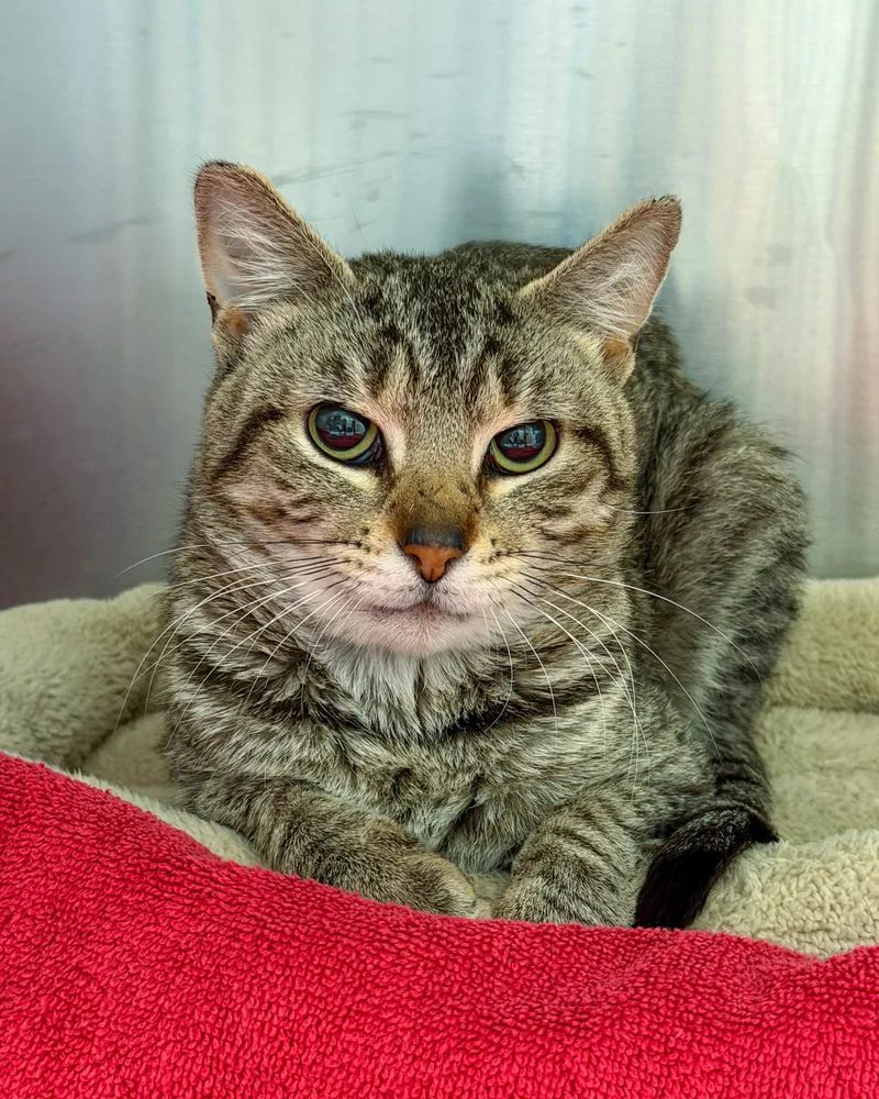 An adult medium-sized male American Shorthair cat named Timothy for adoption in Scituate, MA