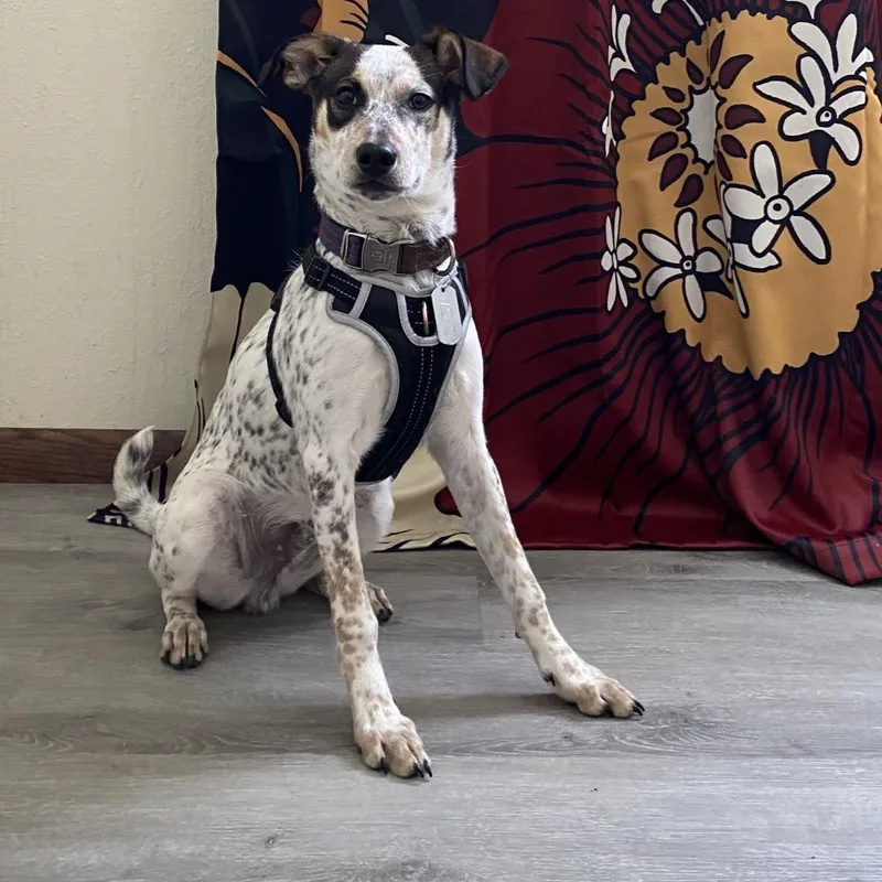 A young medium-sized male Brindle Australian Cattle Dog / Blue Heeler dog named Monkey for adoption in Bismarck, ND