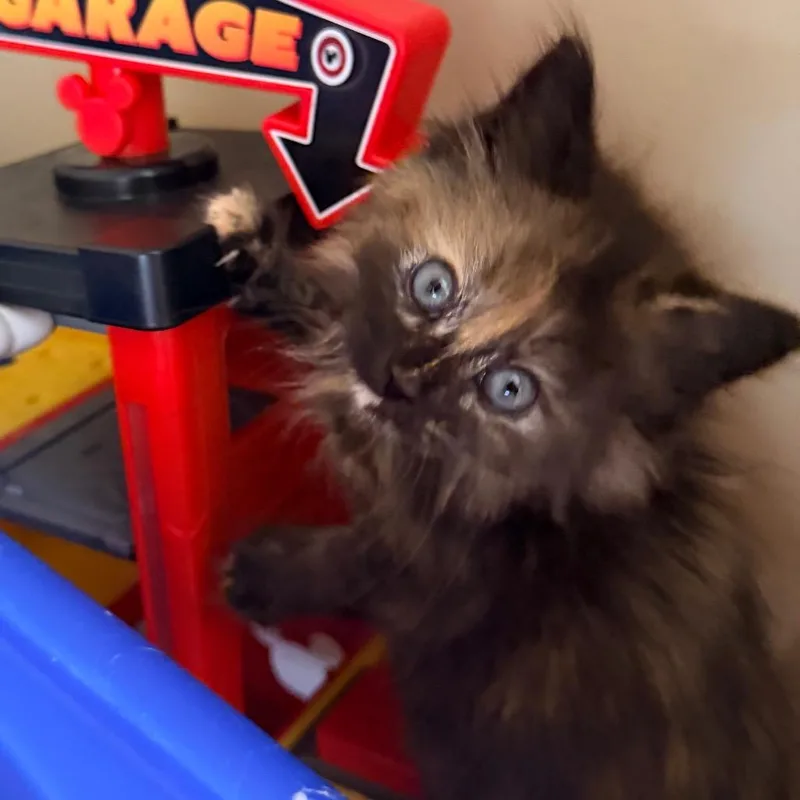 A baby small-sized female Tortoiseshell Domestic Long Hair cat named Fendi for adoption in La Grange, KY
