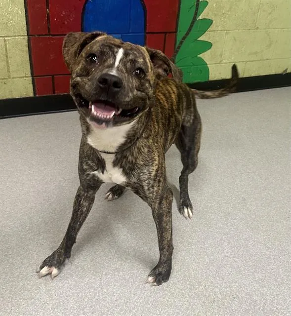 A young large-sized male Pit Bull Terrier dog named Mickey for adoption in Indianapolis, IN