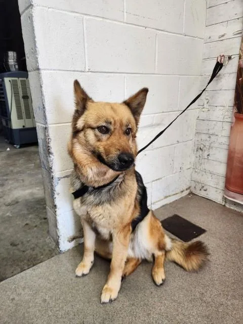 An adult large-sized female German Shepherd Dog dog named Lacey for adoption in San Bernardino, CA