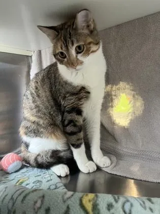 An adult medium-sized female Brown / Chocolate Domestic Short Hair cat named Addison Rae for adoption in Kansas City, MO