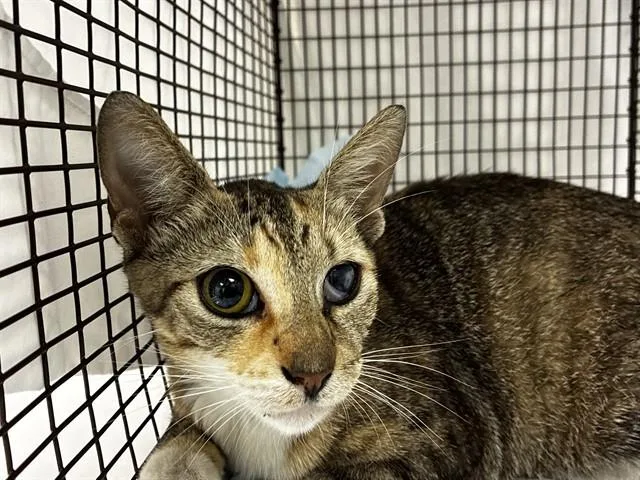 A young medium-sized female Domestic Short Hair cat named Sweets for adoption in Fort Lauderdale, FL