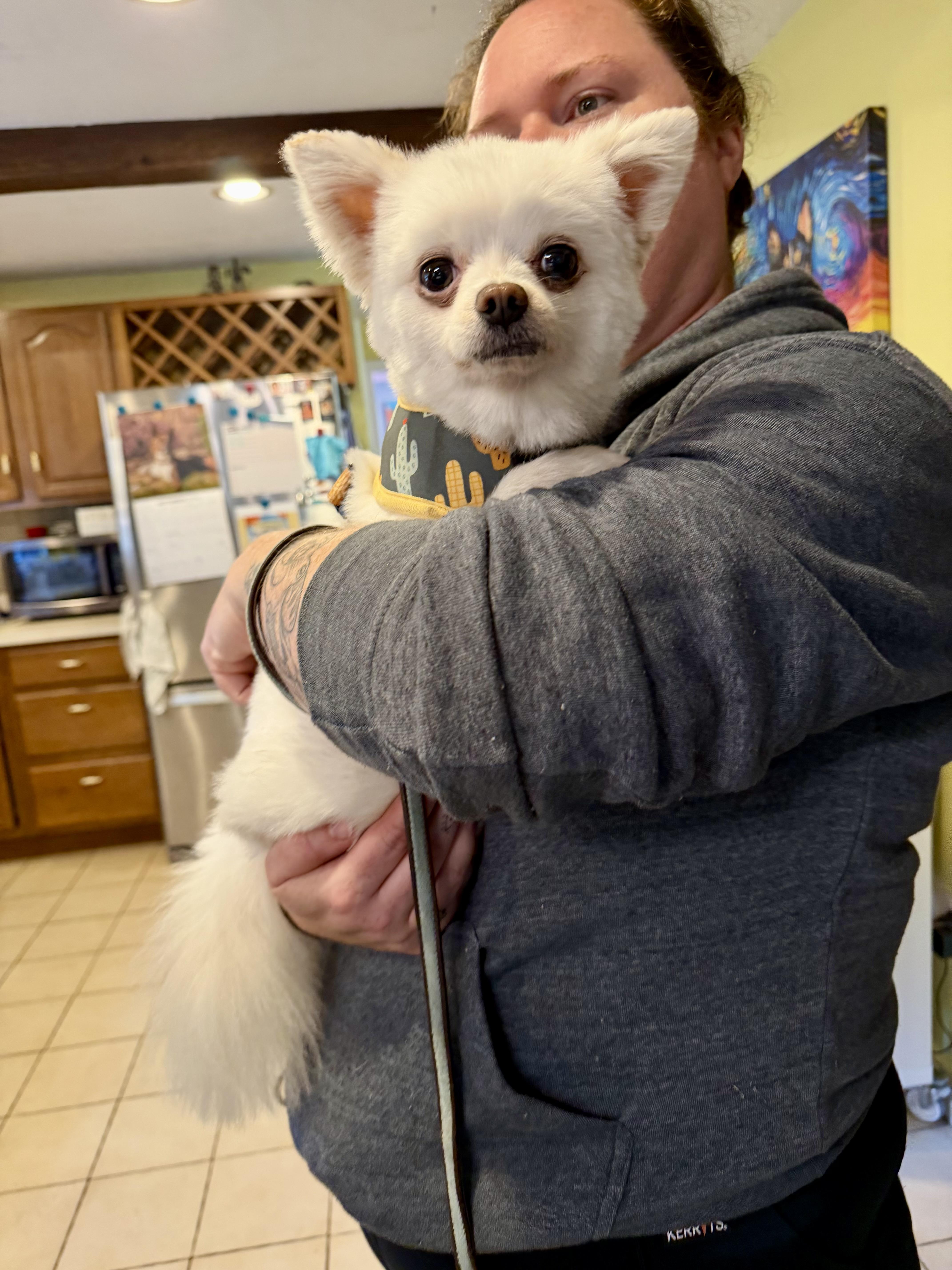 An adult small-sized male Pomeranian dog named Niko for adoption in Uxbridge, MA