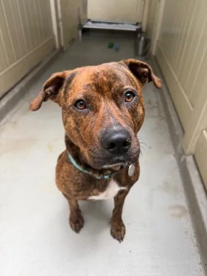 An adult medium-sized male Mixed Breed dog named Ikaika for adoption in Honolulu, HI