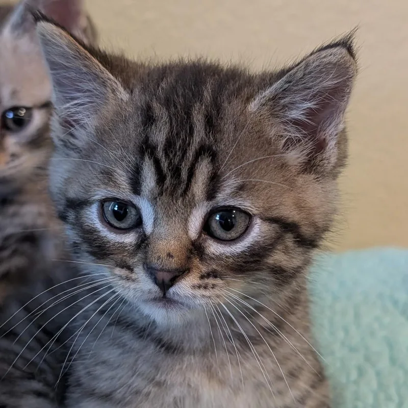 A baby small-sized male Domestic Short Hair cat named Billy Boss for adoption in Tacoma, WA