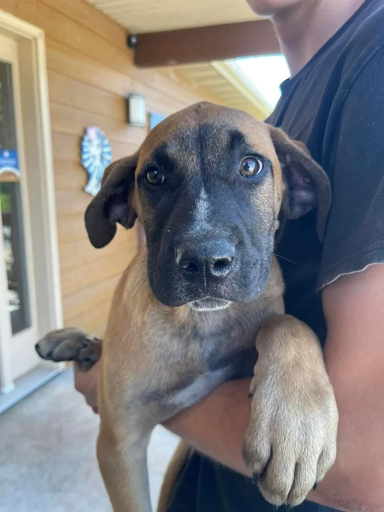 A baby medium-sized male Boxer dog named Nimbus for adoption in Bolivar, MO