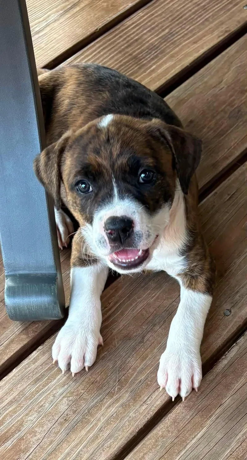 A baby medium-sized female Pit Bull Terrier dog named Mystical for adoption in Newport, KY