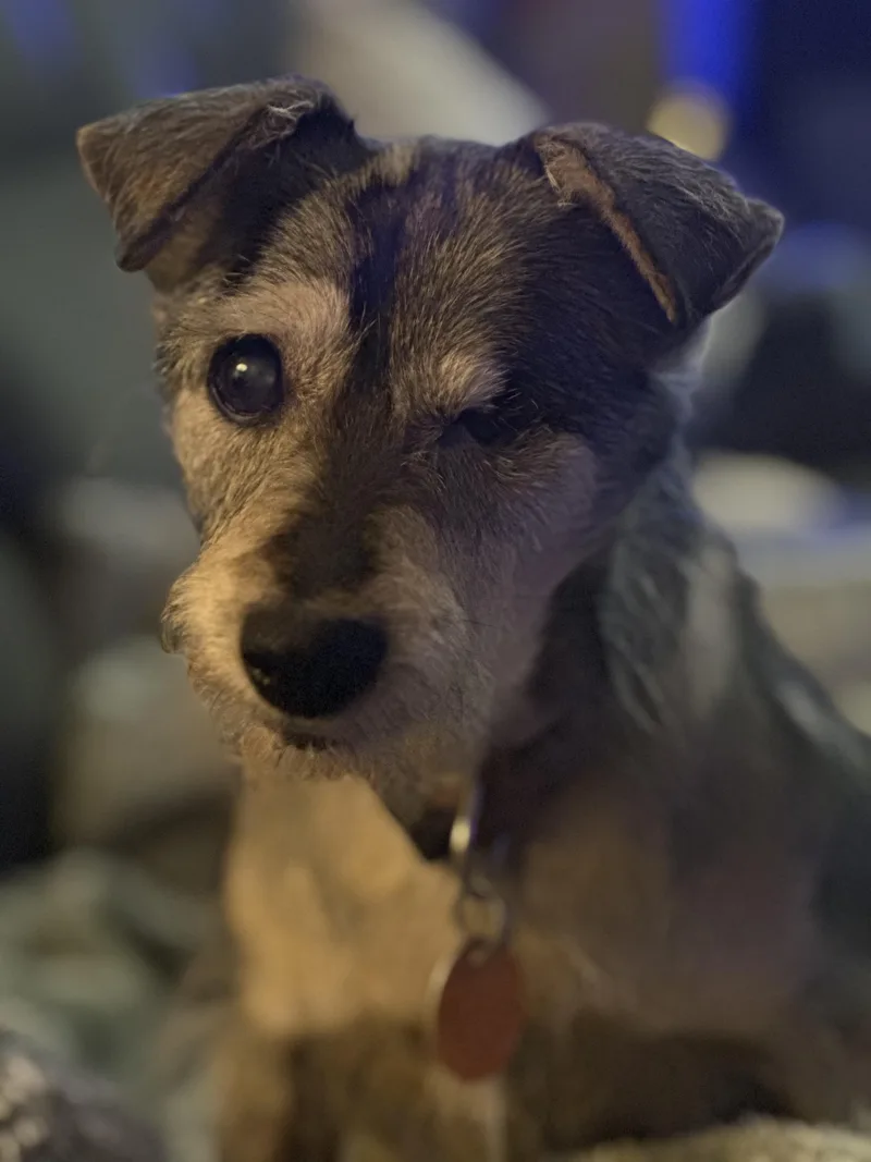 A senior small-sized male Mixed Breed dog named Toto for adoption in Joppa, AL