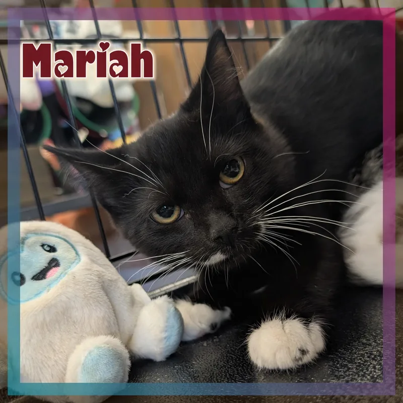 A baby medium-sized female Black & White / Tuxedo Domestic Short Hair cat named Mariah for adoption in Great Mills, MD