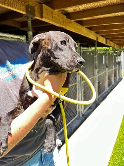 A young large-sized female Mixed Breed dog named Estella for adoption in Covington, LA