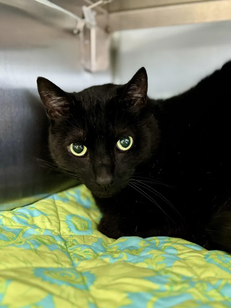 A senior large-sized male Black Domestic Short Hair cat named Vader for adoption in Midland, MI
