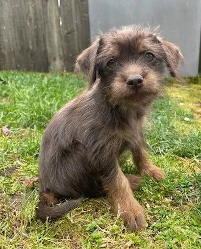 A baby small-sized male Yorkshire Terrier dog named Mochi for adoption in Seattle, WA