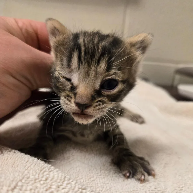 A baby small-sized female Brown / Chocolate Domestic Short Hair cat named Tabs for adoption in South Elgin, IL