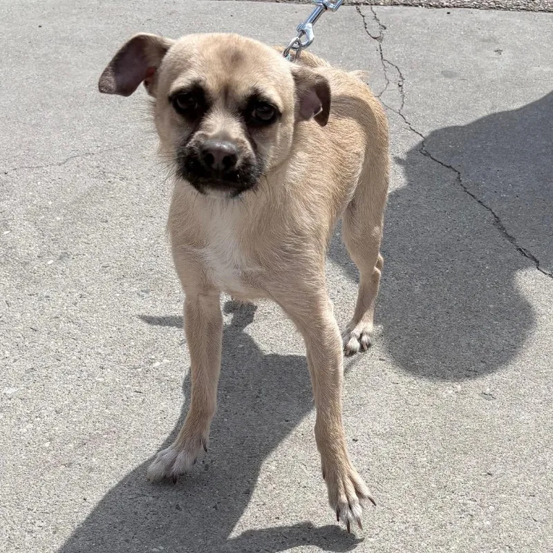 An adult small-sized male Yellow / Tan / Blond / Fawn Mixed Breed dog named Lucky Charm for adoption in Philadelphia, PA