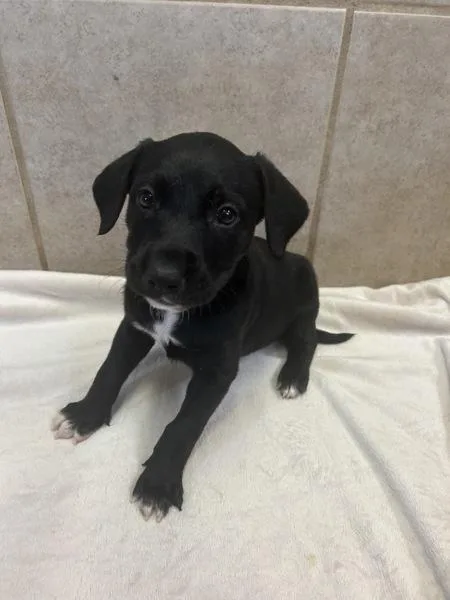 A baby medium-sized male Australian Cattle Dog / Blue Heeler dog named Penguin for adoption in Osage Beach, MO