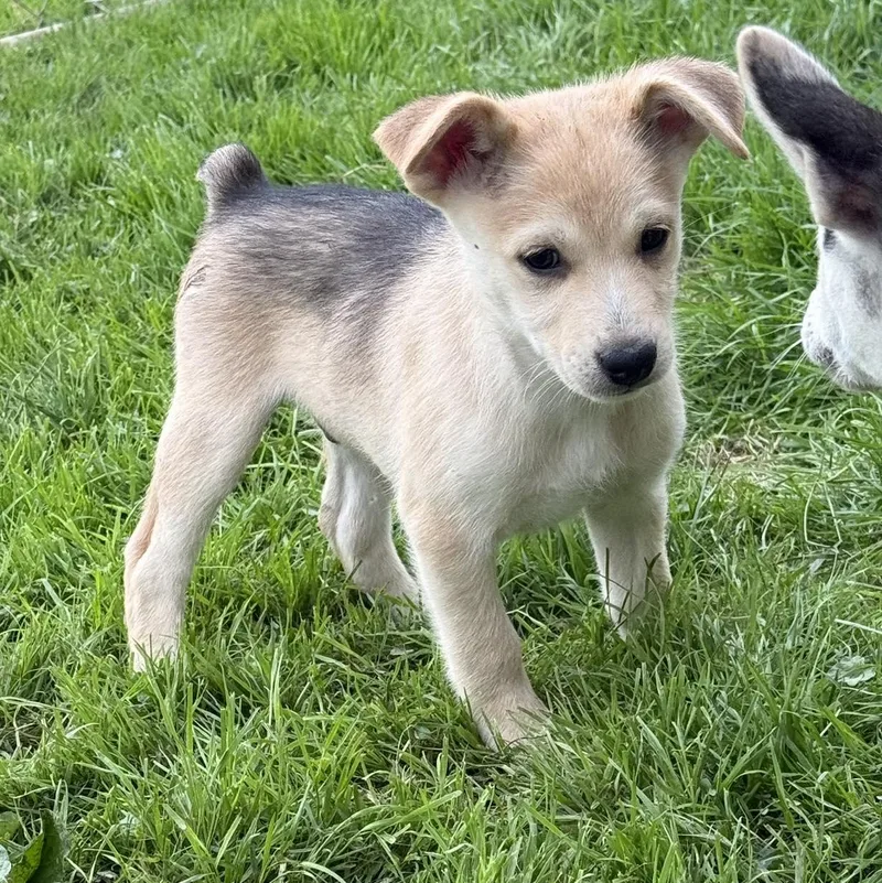 A baby small-sized male Husky dog named Roach for adoption in Stahlstown, PA