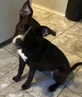 An adult large-sized female Mixed Breed dog named Delilah for adoption in West Chester, PA