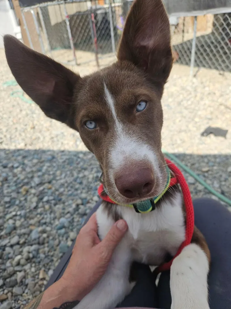 A baby medium-sized male Siberian Husky dog named Jupiter for adoption in Sterling Heights, MI