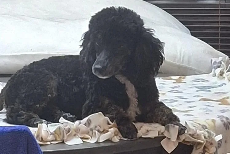A baby small-sized male Miniature Poodle dog named Maverick for adoption in Coatesville, PA