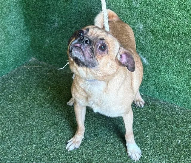 A young small-sized male Pug dog named Presley for adoption in Lancaster, CA