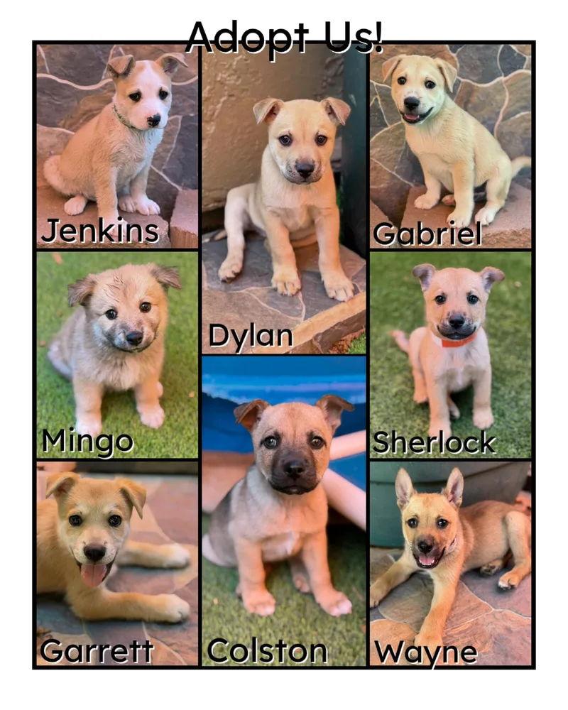 A young medium-sized male Shepherd dog named Shepherd Mix Litter for adoption in Glendale, AZ