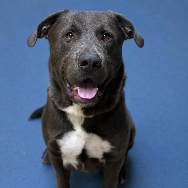 An adult large-sized male Gray / Blue / Silver Pit Bull Terrier dog named Prince for adoption in Riverside, CA
