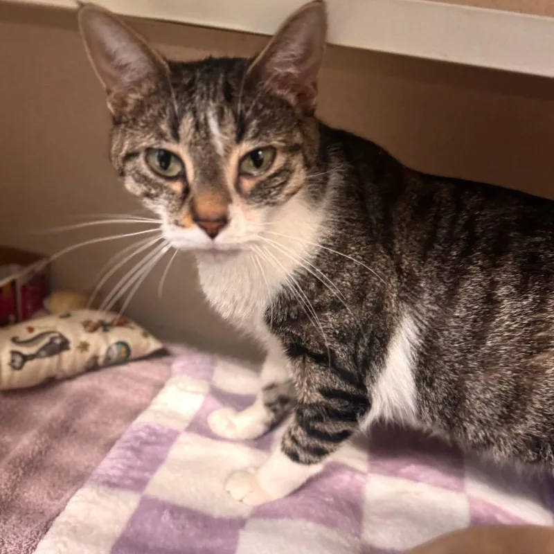 An adult medium-sized female Brown / Chocolate Domestic Short Hair cat named Sky for adoption in Wheeling, IL
