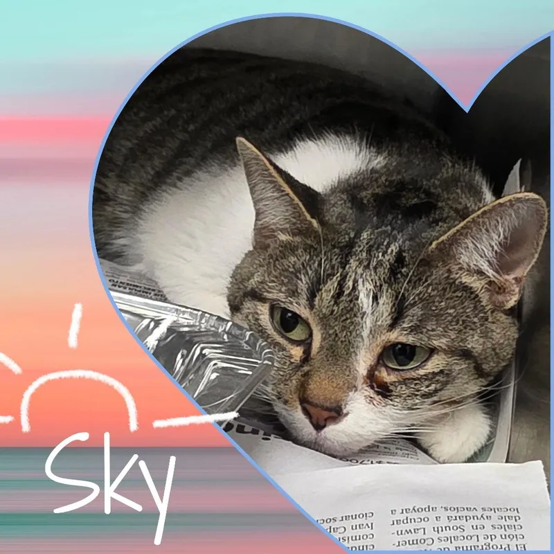 Sky thumbnail 3