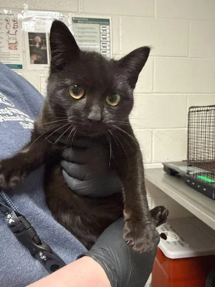 A young medium-sized female American Shorthair cat named Bean for adoption in Knoxville, TN