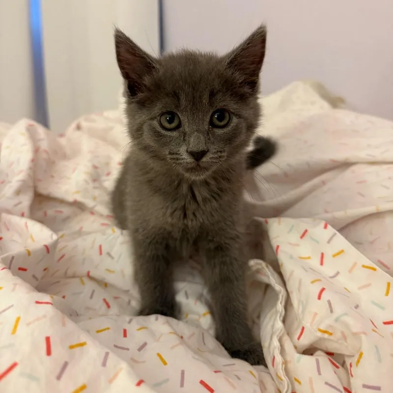 A baby small-sized female Gray / Blue / Silver Domestic Short Hair cat named Matilda for adoption in Potomac, MD