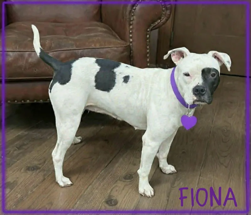 An adult medium-sized female Black Pit Bull Terrier dog named Fiona for adoption in Grove, OK