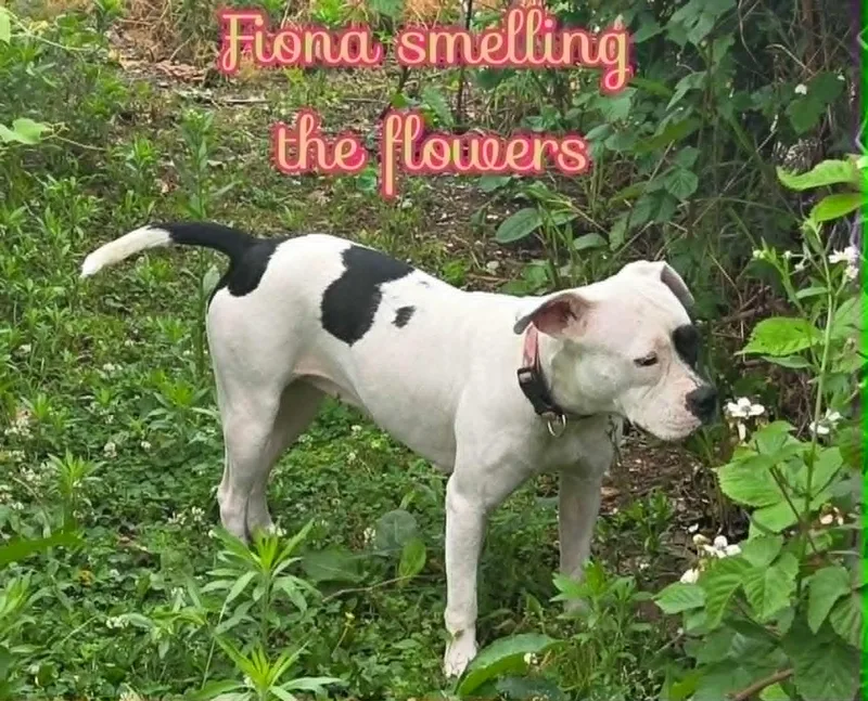 Fiona thumbnail 4