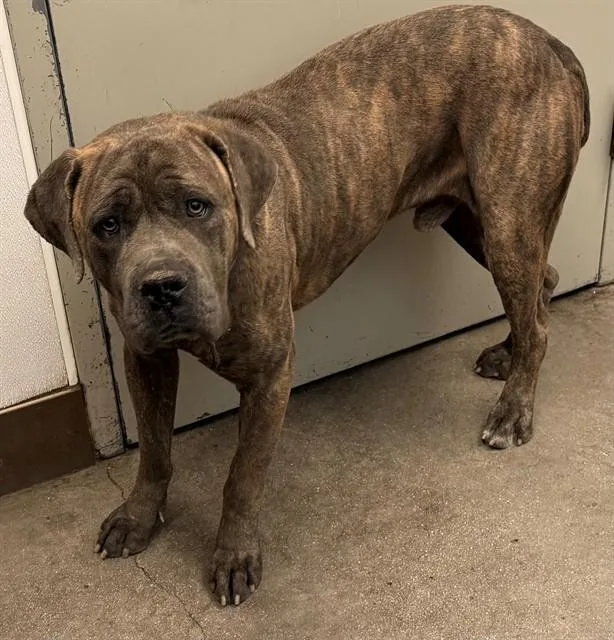 A young large-sized male Mastiff dog named Fudgesicle for adoption in Tucson, AZ