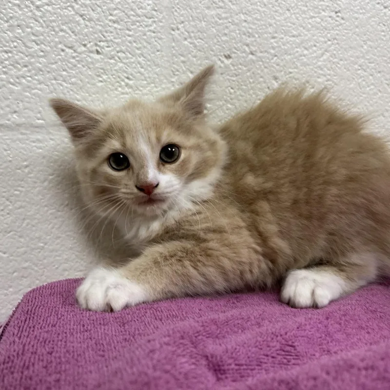 A baby small-sized male Buff / Tan / Fawn Domestic Medium Hair cat named SVASStray for adoption in Lyndhurst, VA