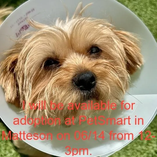An adult small-sized female Yellow / Tan / Blond / Fawn Yorkshire Terrier dog named Dior for adoption in Matteson, IL